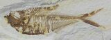 Bargain Diplomystus Fossil Fish - Wyoming #51805-1
